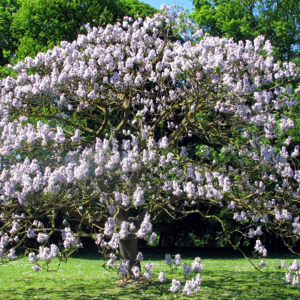 Paulownia pour fabriquer boite a thé